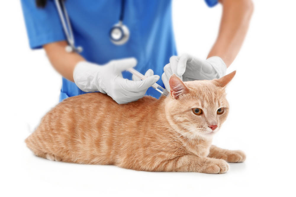 Vaccinatie kat
